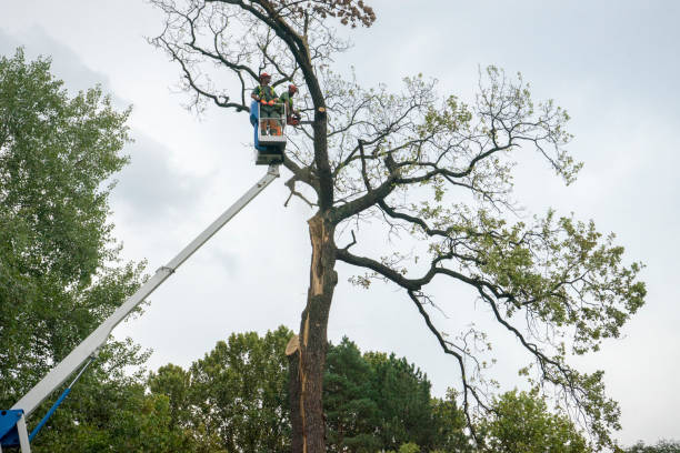 Best Stump Grinding and Removal  in Napavine, WA